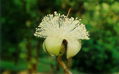 ง้าว Bombax anceps Pierre<br/>MALVACEAE